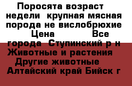 Поросята возраст 4 недели, крупная мясная порода(не вислобрюхие ) › Цена ­ 4 000 - Все города, Ступинский р-н Животные и растения » Другие животные   . Алтайский край,Бийск г.